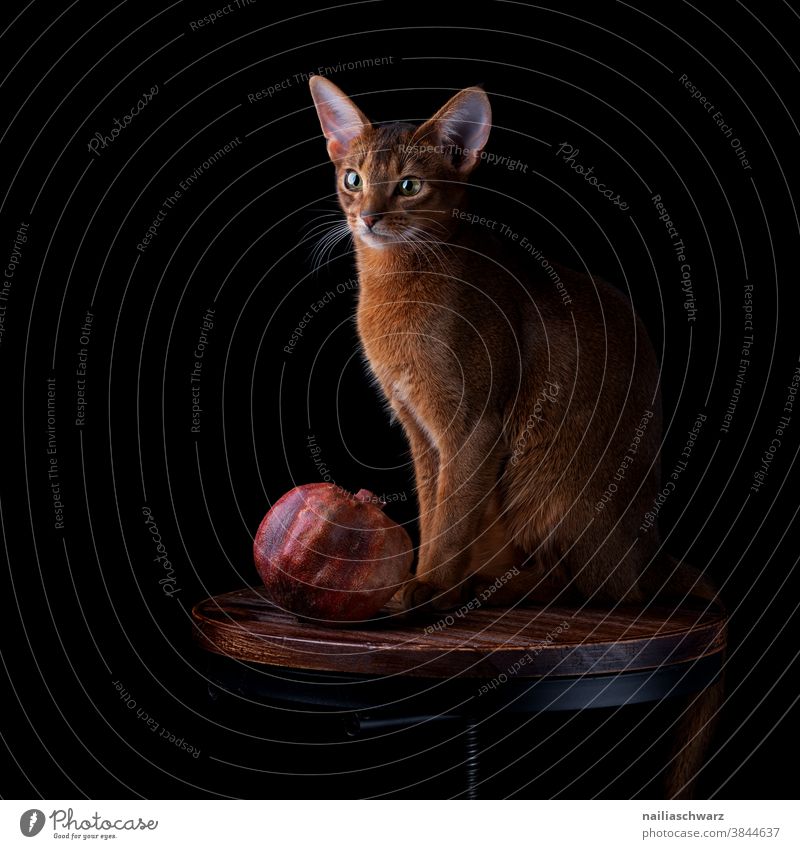 Stillleben mit der Katze Granatapfel Obst niedlich Hauskatze Tier Niedlichkeit Tierporträt Studioaufnahme Studiobeleuchtung rothaarig Blick nach vorn Erholung