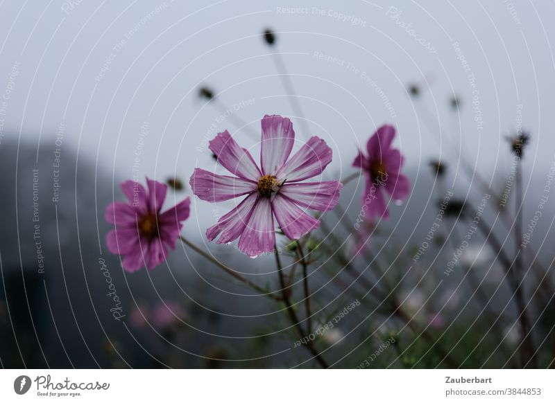 Rosa Blüte der cosmea bipinnata (Schmuckkörbchen) im Gegenlicht mit Regentropfen vor grauem Himmel rosa Cosmea Schmuckblume Blume verblüht Pflanze blühen