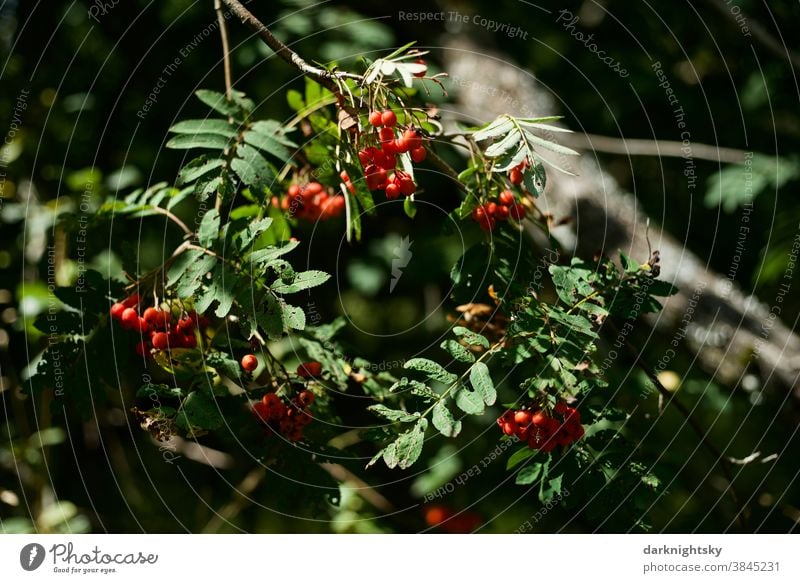 Früchte der Eberesche an einem Baum und mit Sonnenlicht Sommer Sommer Frucht Natur Außenaufnahme Pflanze Farbfoto grün Menschenleer Garten Sorbus