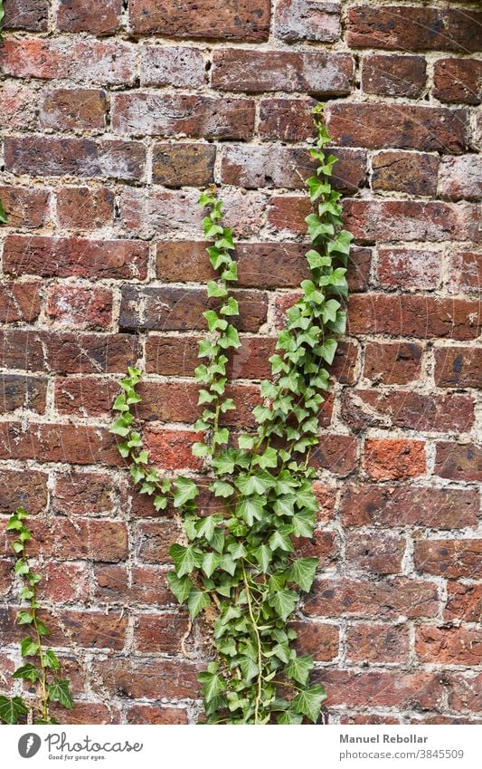 Pflanzen an der Wand Garten grün Natur Hintergrund Design natürlich Blatt Baum Dekoration & Verzierung frisch Frühling Textur Laubwerk schön Sommer Park Muster