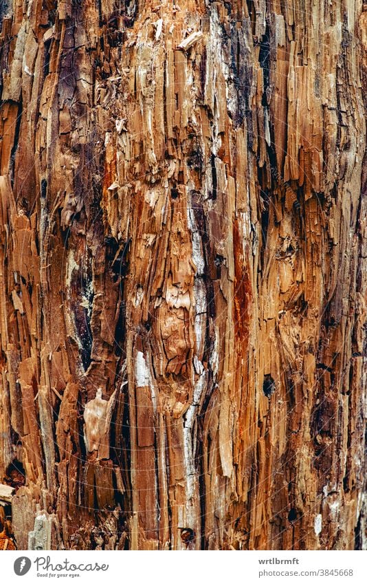 Künstlerisch abstrakte Oberfläche eines alten Holzstammes interessant warm gemütlich hölzern organisch Brennholz Wachstum Farbe Detailaufnahme Wand Holzplatte