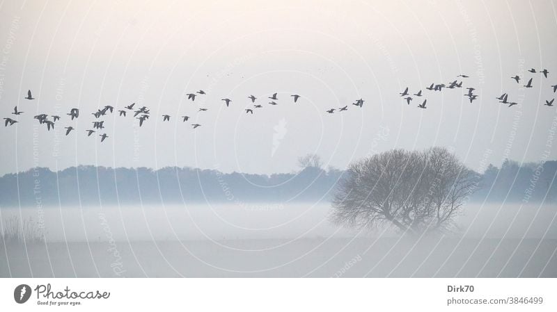 Panorama - Nebellandschaft mit Sträuchern und einem Zug Gänse Gans gänse Zugvogel Vogelschwarm fliegen Himmel Außenaufnahme Wildtier Schwarm Natur Tier Farbfoto