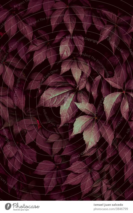 rote Pflanzenblätter in der Natur in der Herbstsaison Blätter Blatt Garten geblümt natürlich Laubwerk dekorativ Dekoration & Verzierung abstrakt texturiert