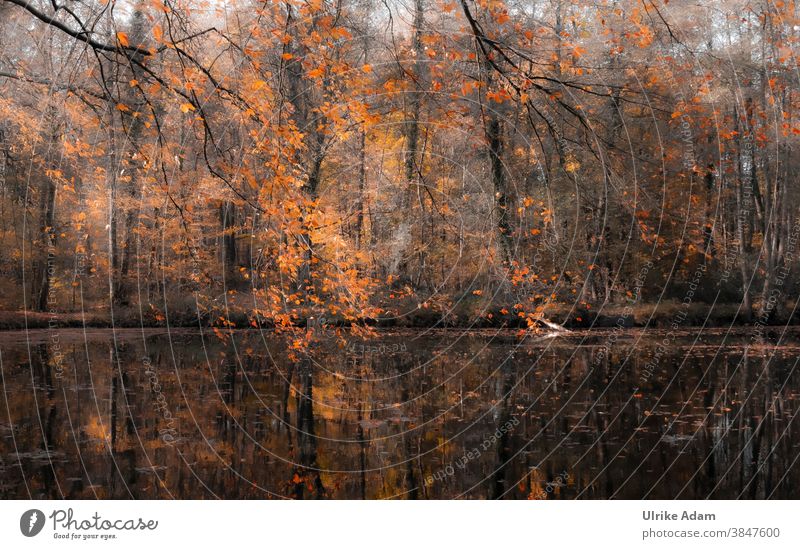 Herbst am See Blatt Baum Natur Ast Außenaufnahme rot Teich Spiegelung Wasser Herbstfarben herbstlich Herbstwald Herbstfärbung Menschenleer Umwelt Wald
