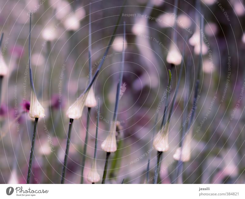 peaks Natur Pflanze Sommer Wildpflanze Garten Tropfen Fröhlichkeit Wachstum Wandel & Veränderung Zwiebel Spitze Punkt mehrere Farbfoto mehrfarbig Außenaufnahme