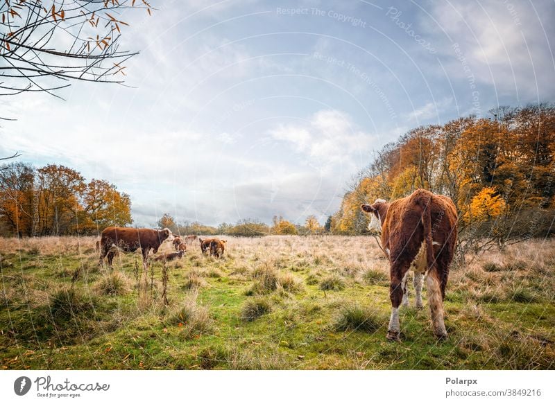 Herefordrinder auf einer Wiese im Herbst Wald Kühe im Freien Freilauf Hörner Sonnenlicht Land Umwelt Landwirt Ranch farbenfroh züchten bovin weiß Saison braun