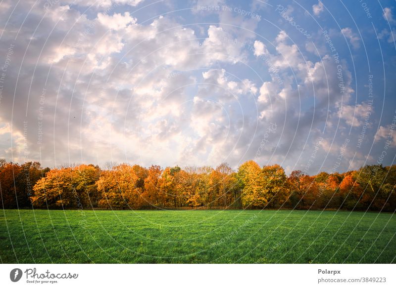 Bäume in einer Reihe in Herbstfarben Panorama natürlich frisch Sonne Cloud Ansicht Ast Holz niemand Pflanze im Freien malerisch Farbe Sommer Park Land blau