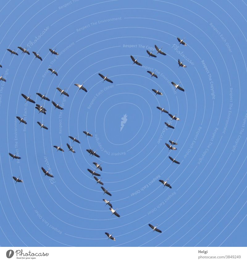 viele Kraniche fliegen vor blauem Himmel in den Süden Vogel Zugvogel Vogelzug Froschperspektive Außenaufnahme Natur Schwarm Wildtier Tier Farbfoto Menschenleer
