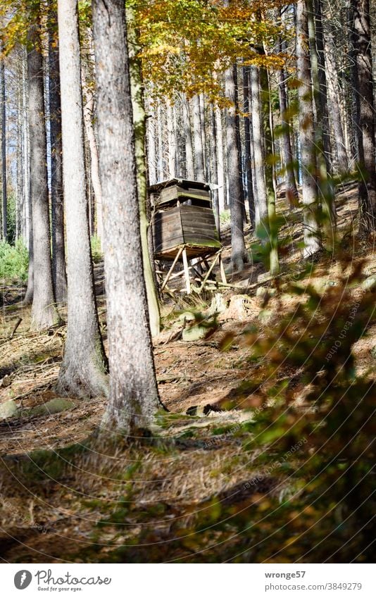 Ein Hochstand für Jäger steht zwischen Fichten und Laubbäumen im herbstlichen Bergwald Hochsitz Jagd Jägerhochsitz Wald Herbstwald Mischwald Nadelbäume