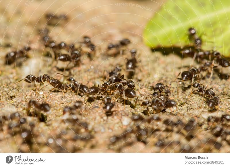 Ameisen, Formicidae, Ants Ameisenvolk Insekt ameisen hautfluegler insekten