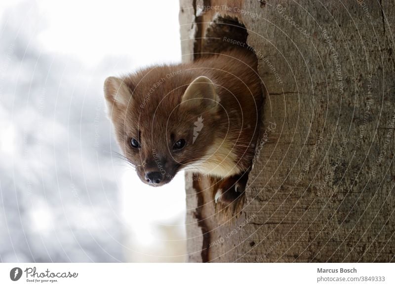 Hermelin Mustela Erminea Hermelin Ein Lizenzfreies Stock Foto Von Photocase