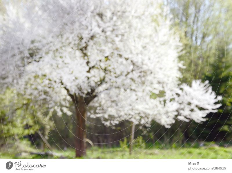 Kirschbaum Frühling Baum Blüte Blühend Duft weiß Frühlingsfarbe Kirschblüten Farbfoto mehrfarbig Außenaufnahme abstrakt Muster Menschenleer Morgen Sonnenlicht