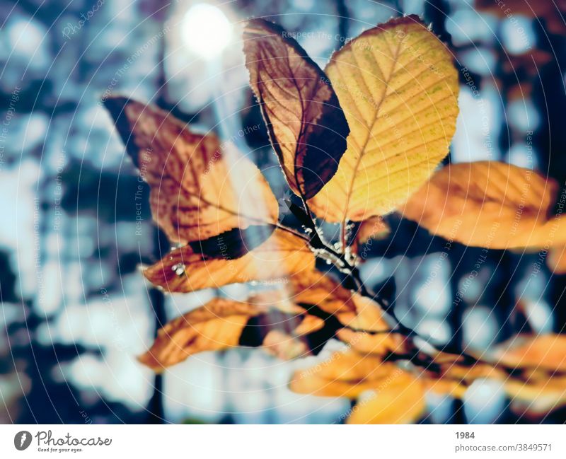 Goldenes Blatt Sonnenlicht Herbst golden Blätter blau orange Natur gelb Licht schön Umwelt Wald im Freien