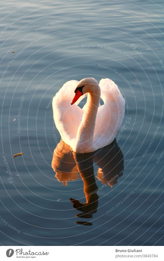 Nahaufnahme eines schönen stummen Schwans auf einem See. Sonnenlicht fließt durch die Flügel eines Wasservogels. Winkt und erwacht um das Tier herum. Tierwelt