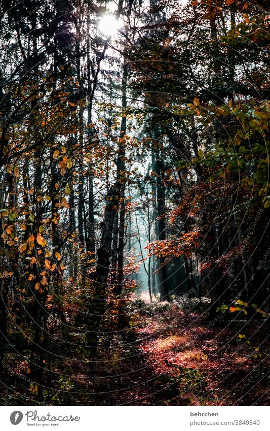 herbstlich(t) Herbstwald Sonnenstrahlen Sonnenlicht Kontrast Licht Außenaufnahme Farbfoto schön fantastisch Wald Sträucher Blatt Baum Pflanze Landschaft Natur