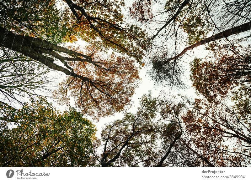 Blick in die Baumkronen im Tegeler Forst Landschaft Ausflug Natur Umwelt wandern Sightseeing Pflanze Herbst Schönes Wetter Wald Akzeptanz Vertrauen Glaube