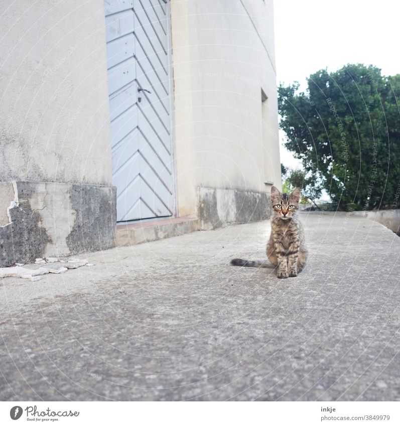 Straßenkatze auf Korsika Farbfoto Außenaufnahme Katze freilebend hocken sitzen Menschenleer niedlich Jung klein Hauswand Herumtreiben Tier Tierporträt