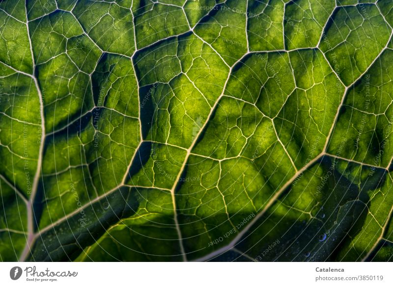 Nahaufnahme eines Kohlblattes im Gegenlicht Natur Flora Pflanze Blatt Seitenrippen Gemüse Grün Garten Vegetarische Ernährung frisch gesunde Ernährung