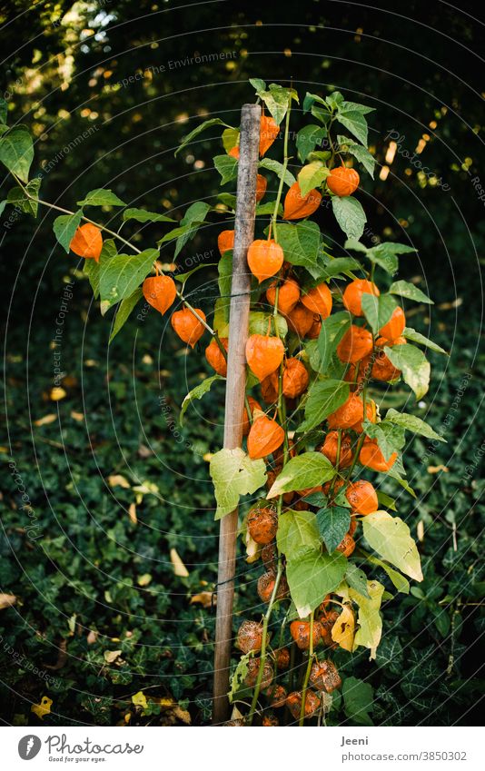 Herbstlich orange leuchtende Lampionblume Garten Pflanze Physalis Dekoration & Verzierung Blüte Blume natürlich Botanik