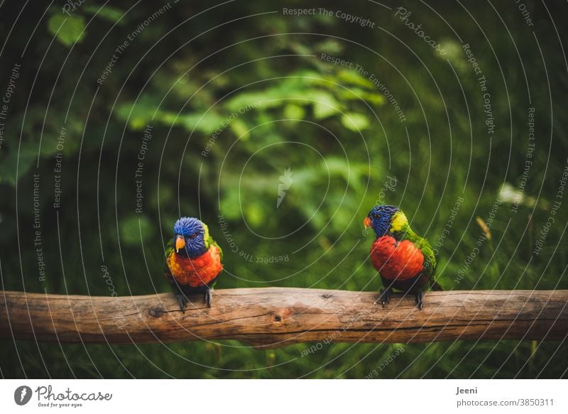 Magst du mich noch? Lori Lories bunt Vogel Papagei Papageien Vögel Feder Federn leuchtend Schnabel Tier Natur Flügel Wildtier farbenfroh exotisch schön