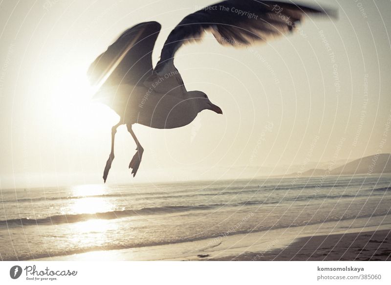 Moewe in Kalifornien Flügel Möwe Freiheit Meer Sonne fliegen Himmel Wellen Wasser Menschenleer Luft frei maritim Licht Küste Reflexion & Spiegelung Vogel
