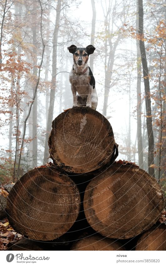 Jack Russel Terrier sitzt auf einer Pyramide aus Baumstämmen Jack-Russell-Terrier jack russell Hund baumstämme sitzen Wald Herbst Halsband Haustier Tier braun