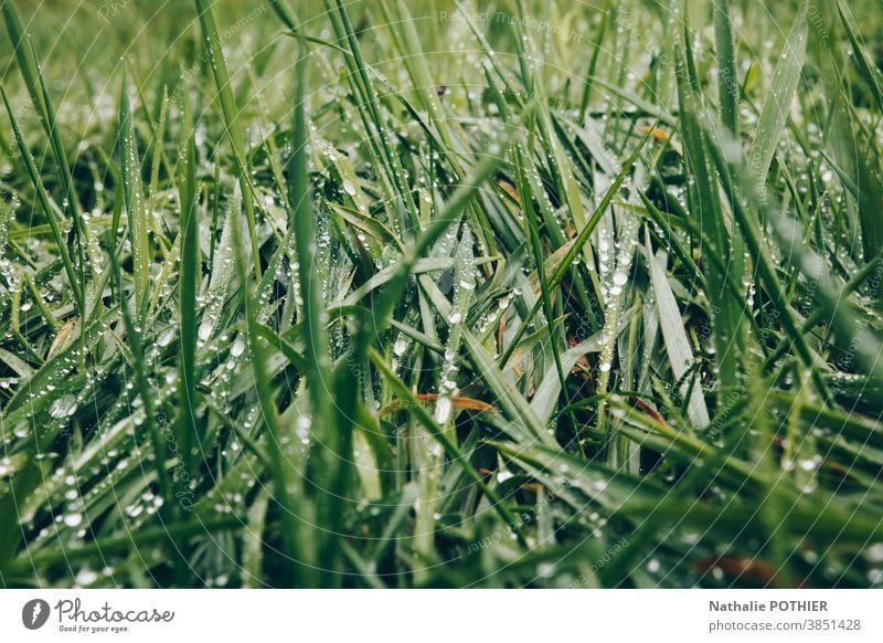 Grünes Gras mit Wassertropfen grün Wiese Halm Makroaufnahme Nahaufnahme nass Außenaufnahme Morgen Regen Natur Garten frisch Farbfoto Pflanze natürlich