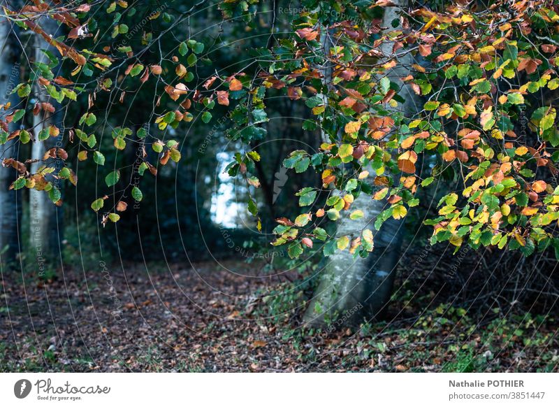 Pfad im Wald im Herbst Weg Natur Landschaft im Freien Saison Laubwerk fallen Park farbenfroh Blatt Blätter Baum