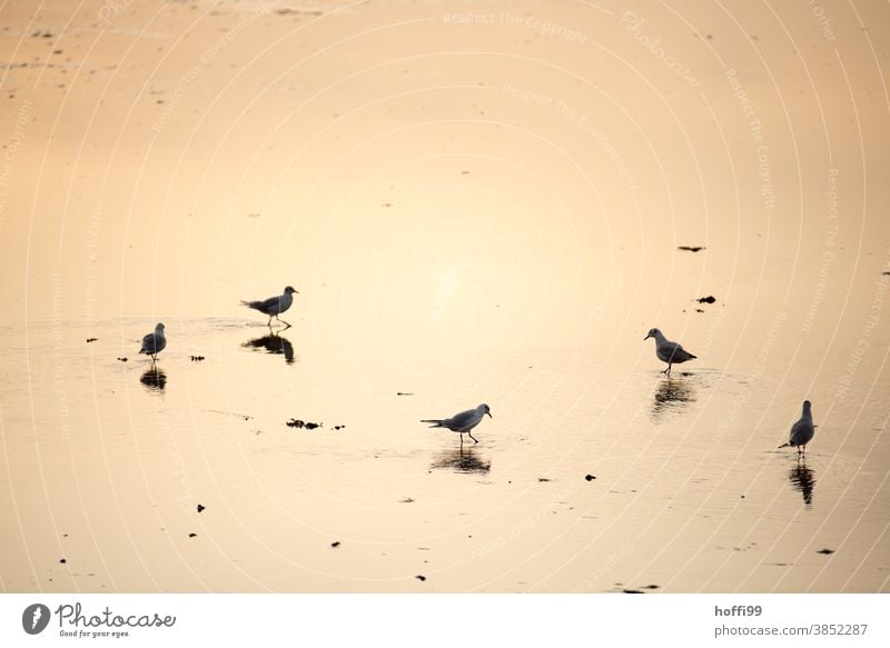 Möwen in der frühen Morgensonne Meeresvogel Möwenvögel Fischland Nordseeküste Sonnenuntergang Sonnenaufgang Ornithologie Feder Beine Ostsee Wildtier See