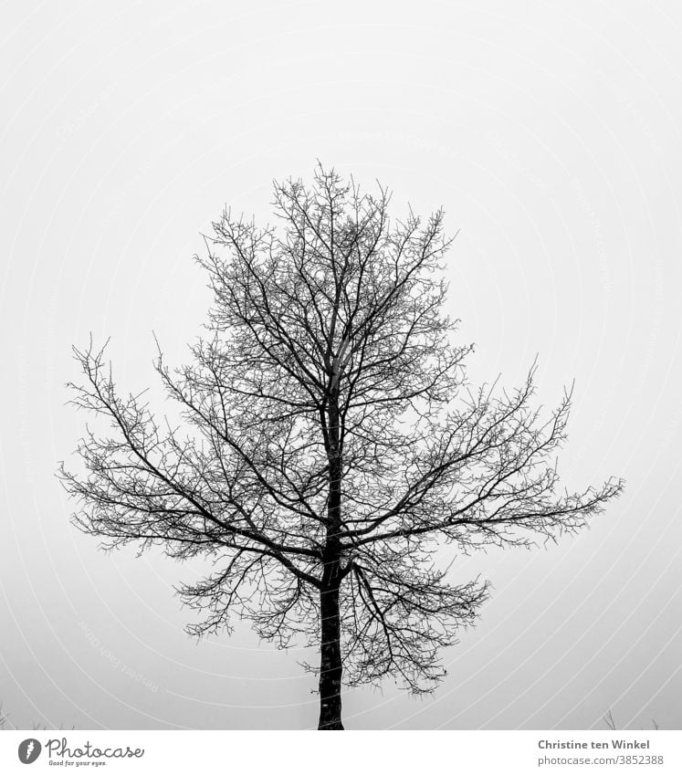 Kahler Baum mit feinen Verästelungen,  gegen den hellen Himmel fotografiert, schwarz-weiß Herbst Winter kahl kahler Baum Äste Zweige Zweige u. Äste