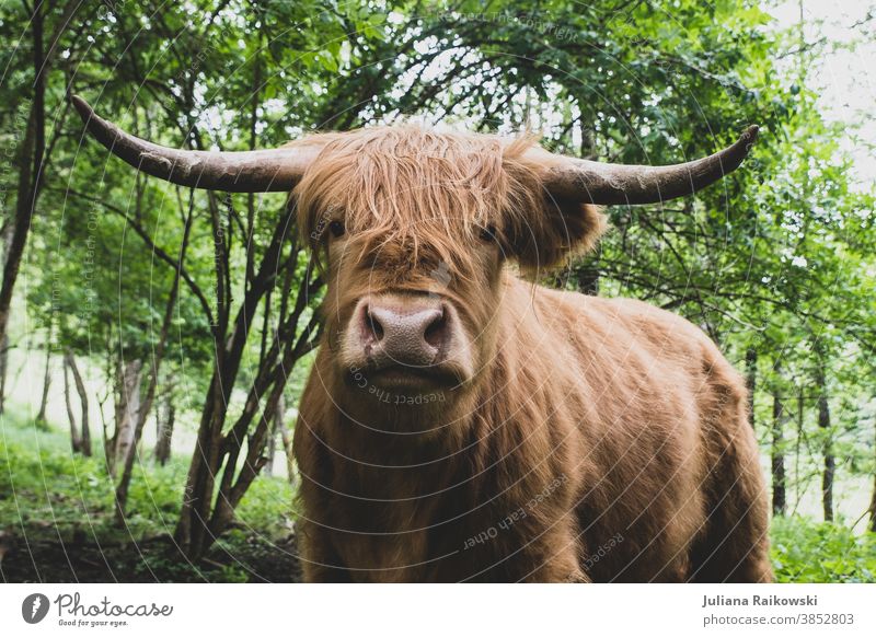 Hochlandrind Stier Schottisches Hochlandrind Tier Außenaufnahme Nutztier Kuh 1 braun Farbfoto Horn Rind Fell Tag Tierporträt Weide Menschenleer Natur Blick
