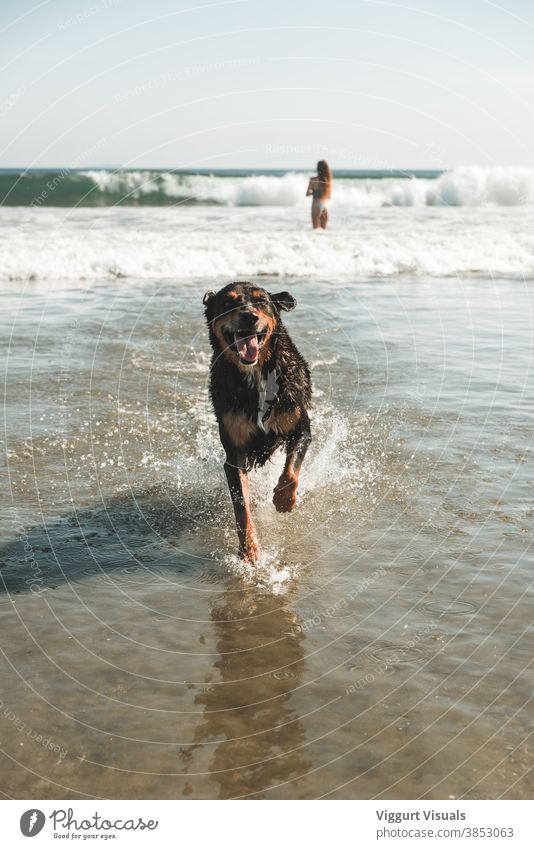 Glücklicher Hund am Hundestrand Strand Wasser rennen nass Kalifornien San Diego Sonne Wellen
