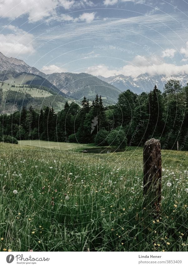 Gebirgspanorama in Österreich Gebirge Wanderung wandern Wiese grün Blumenwiese Kräuter Gras Aussicht Panorama Weite Bäume blauer Himmel Urlaub Urlaubsregion