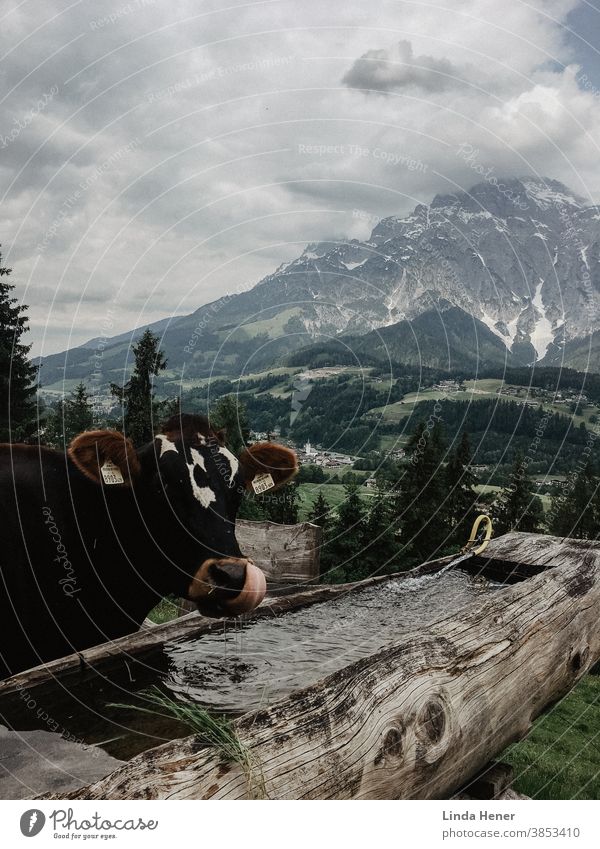 Kuh vor Gebirgspanorama, die mit Zunge das Wasser schöpft Wassertrog Alpen Gebirge Berge Gebirgskette grün Hügel Wiesen Landschaft Tier Aussicht Panorama