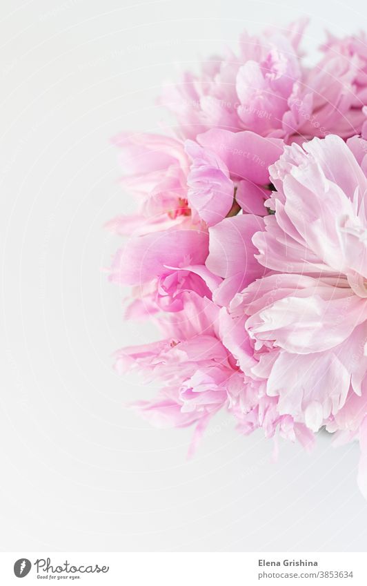 Rosa abstrakter floraler Hintergrund. Pfingstrosenblume in Nahaufnahme. rosa geblümt vertikal verschwommen Tag Geburtstag Postkarte Blumenhändler floristisch