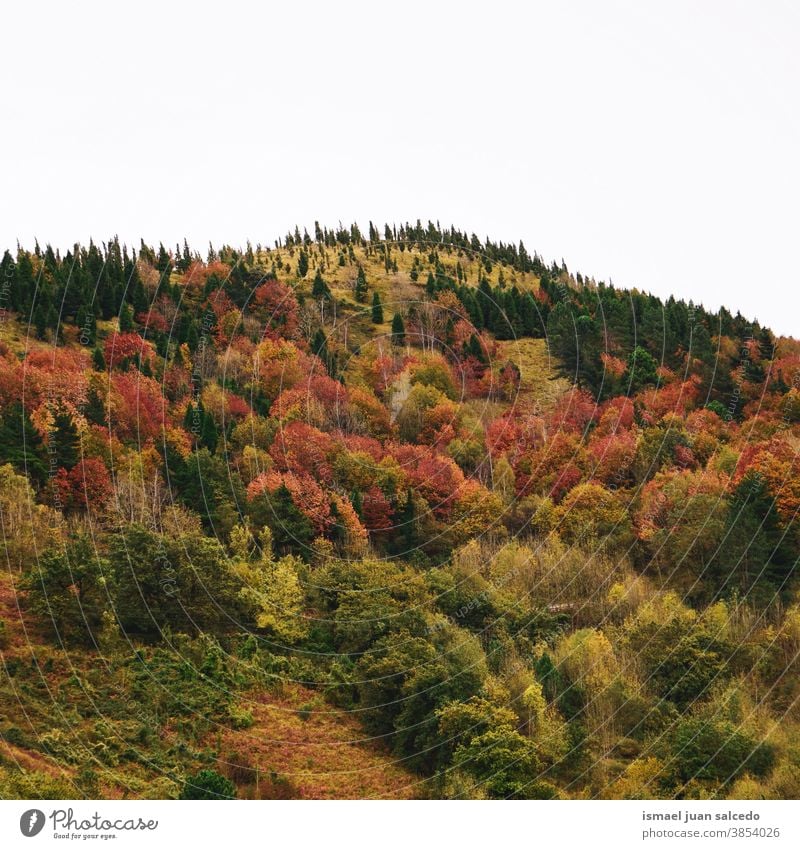 Herbstfarben im Gebirge in der Herbstsaison, Bilbao, Spanien Berge u. Gebirge Bäume Wald Natur Landschaft im Freien Ansicht Hügel reisen Ort Ausflugsziel Ruhe