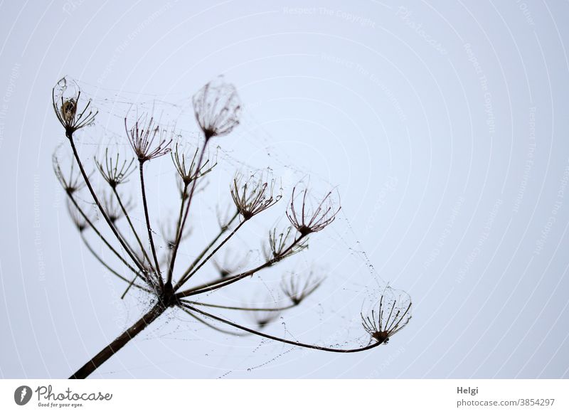 filigrane Spinnerei - zarte Spinnweben mit Tröpfchen an einer vertrockneten Blütendolde vor grauem Himmel Spinngewebe Tropfen Tautropfen Nebel Nebelmorgen nass