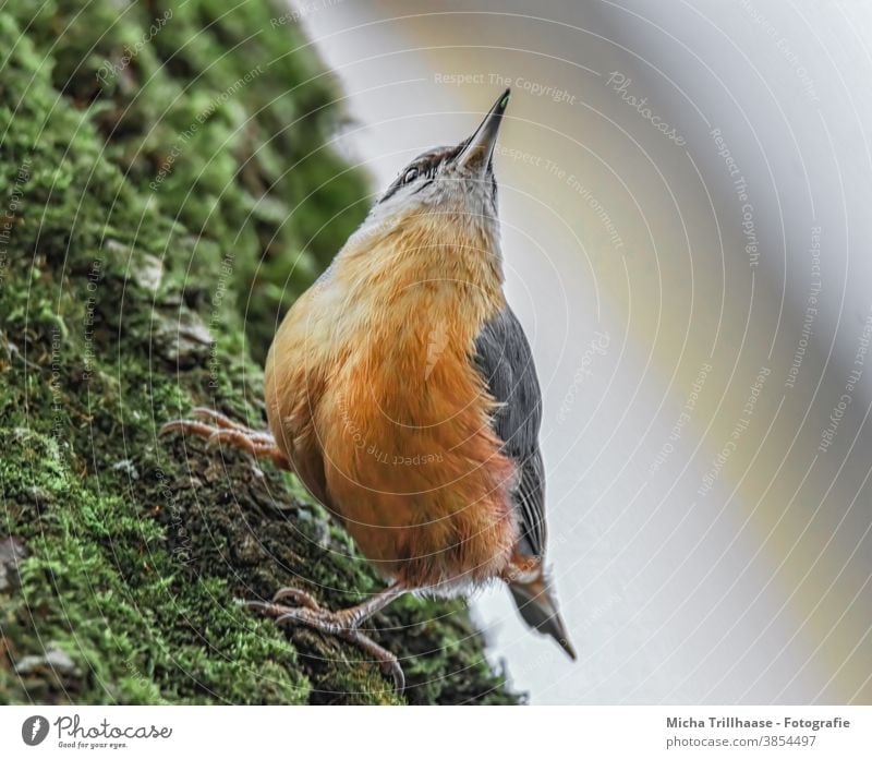 Kleiber beobachtet die Umgebung Sitta europaea Vogel Tier Wildtier Tiergesicht Kopf Schnabel Auge Flügel Feder gefiedert Krallen Blick beobachten hängen