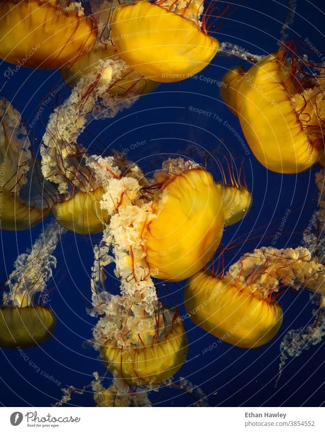 im Aquarium schwimmende Quallen pulsierend Wasser blau Unterwasseraufnahme Meer mehrfarbig gelb marin Tier Meerestier unter Wasser Meeresleben Natur