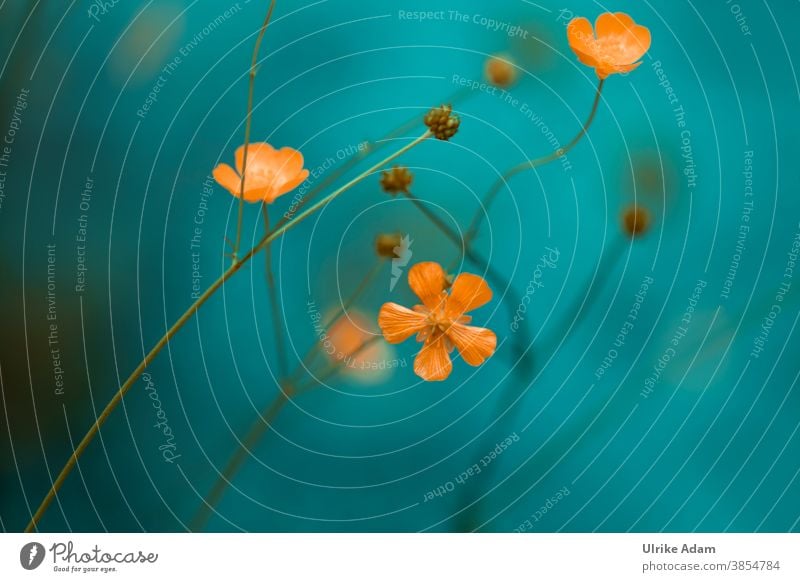 Die Butterblume - Zarte Blüten des Hahnenfuß ( Ranunculus ) sonnengelb Blumen Wiese Natur Pflanze Blühend Sommer Frühling Außenaufnahme Garten Menschenleer