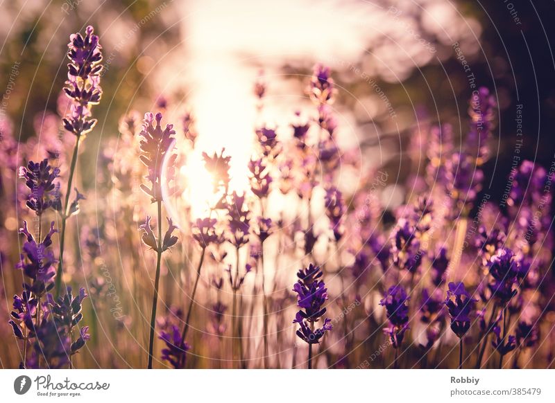 Méfiance en violet II Natur Pflanze Sonnenlicht Blume Blüte Lavendel Wiese ästhetisch Duft natürlich Wärme violett Frühlingsgefühle träumen Misstrauen Idylle