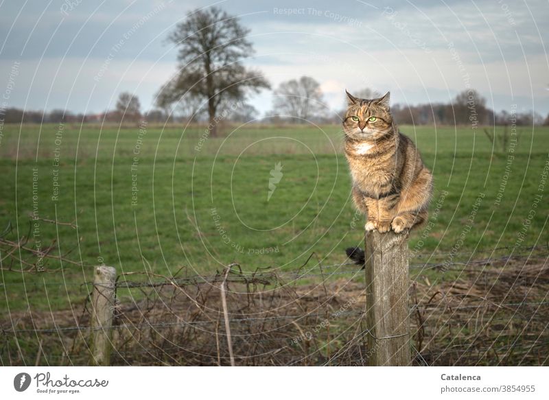 Die getigerte Katze auf dem Zaunpfahl überblickt ihr Jagdrevier Fauna Flora Tier Haustier beobachten klettern ruhig sitzen Pflanze Gras Baum Wiese Winter Himmel