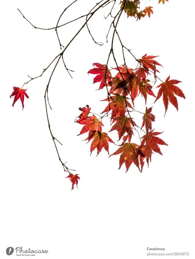 Die roten Blätter des Ahorns im Herbst Natur Flora Pflanze Laubbaum Zweig Rot Schwarz Freisteller