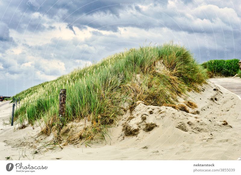 Sanddüne mit Strandgras und bedecktem Himmel Düne Strandhafer Dünengras Gras Natur Landschaft Pflanzenwelt Hügel grün wolkig malerisch ruhige Umgebung