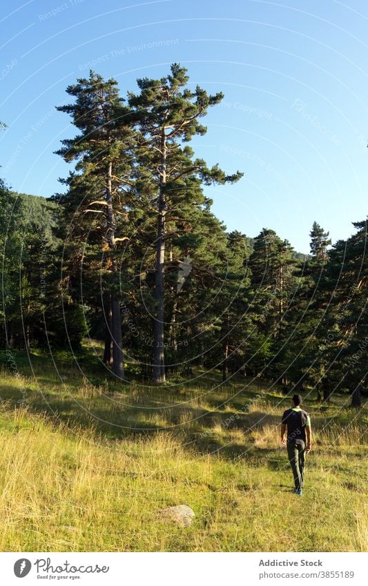 Mann geht in den Kiefernwald Pinienwald Wald Natur natürlich Landschaft Baum Bäume Kofferraum grün Gras Frühling Menschen Skala Spaziergang Wanderung Trekking