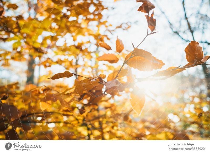 orange gefärbte Herbstzweige November Herbsthintergrund Herbstfarben Herbstwald Herbstlandschaft Herbstlaub Herbstliche Bäume hintergrundbeleuchtet