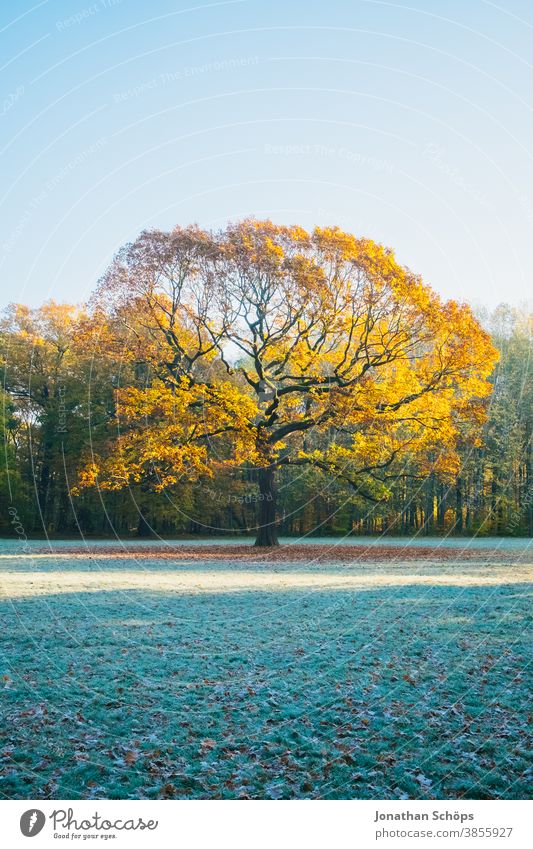 Schöne alte Eiche auf einer Waldwiese mit Sonne und Frost Chemnitz Deutschland Küchwald November Herbsthintergrund Herbstfarben Herbstwald Herbstlandschaft