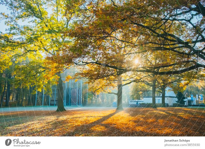 Schöne Bäume auf einer Waldwiese mit Sonne und Frost Chemnitz Deutschland Kosmonautenzentrum Sigmund Jähn Küchwald November Herbsthintergrund Herbstfarben