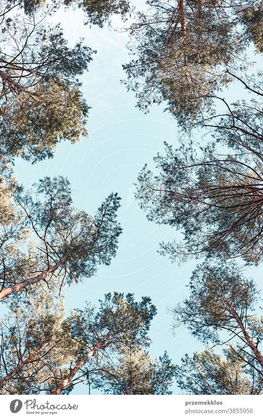 Wipfel der Bäume über blauem Himmel Ansicht vom Boden Hintergrund Schönheit Ast Textfreiraum Ökologie Umwelt Laubwerk Wald grün wachsen Wachstum natürlich Natur