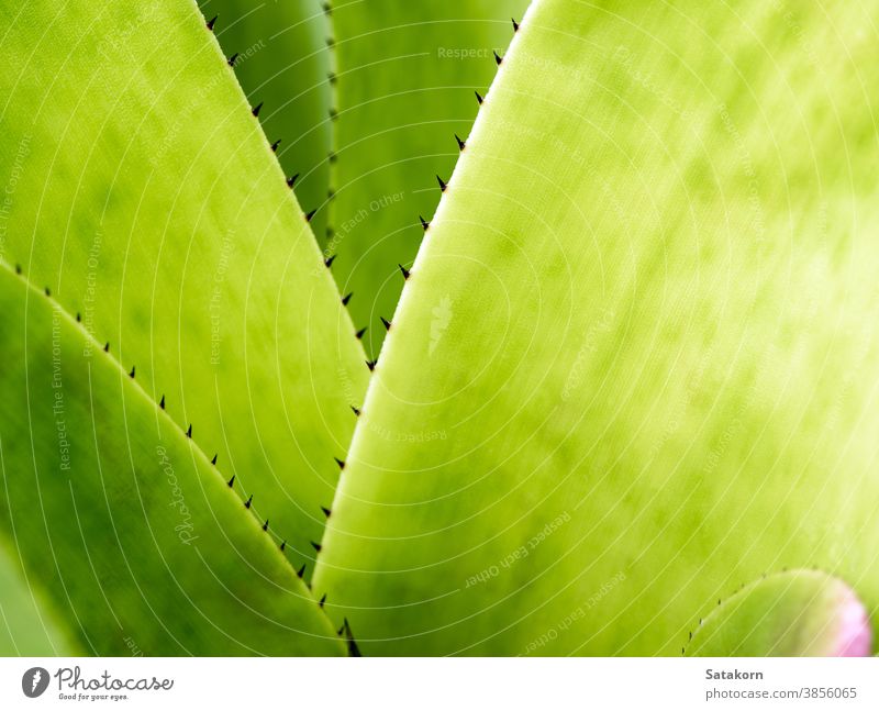 Detail Textur und Dornen am Rand der Bromelienblätter Hintergrund grün Pflanze Blätter Garten Natur tropisch Flora Stachel botanisch Blatt Makro Nahaufnahme